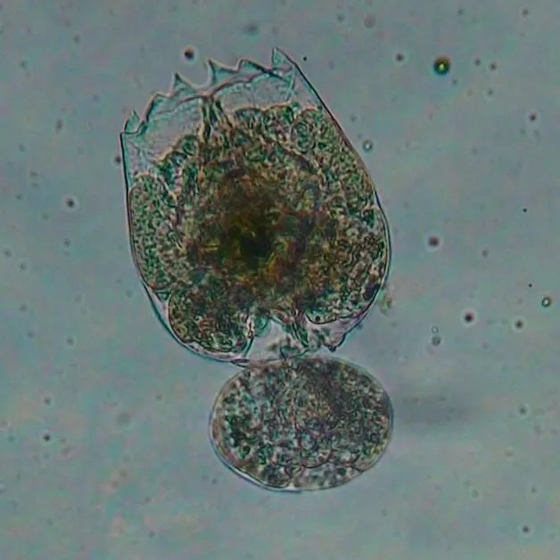 thumbnail for publication: Choosing an Appropriate Live Feed for Larviculture of Marine Fish